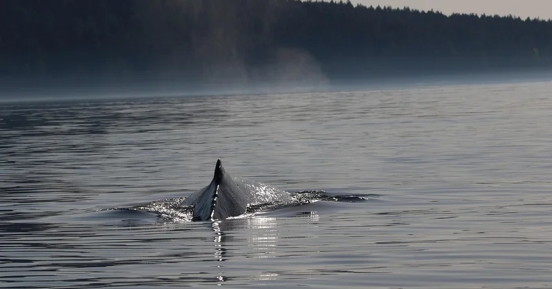 Basse-Californie Mexique : le terrain de la baleine grise