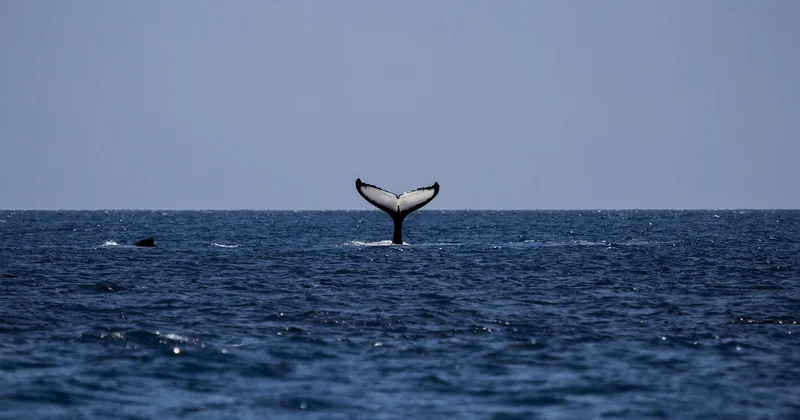 Excursion baleine en Écosse : faut-il la combiner avec la marche ?