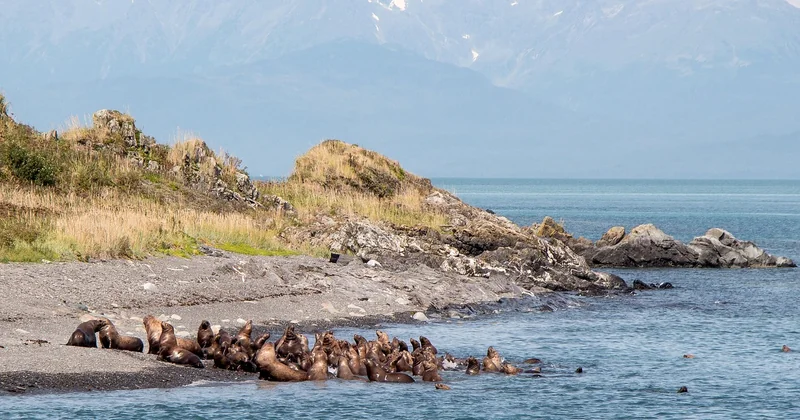 Combien coûte vraiment une croisière plongée exotique