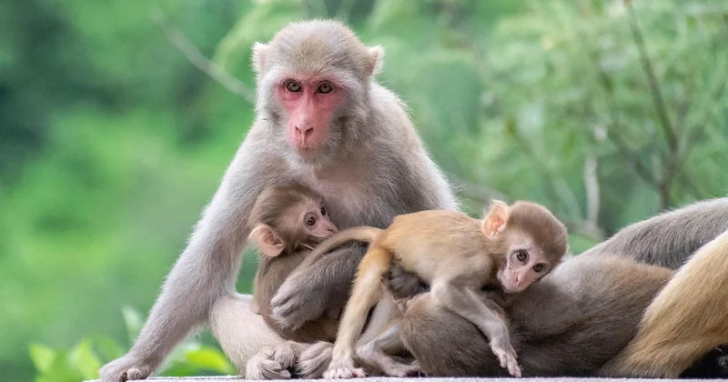 Itinéraire concret : 5 jours en Amazonie avec des enfants