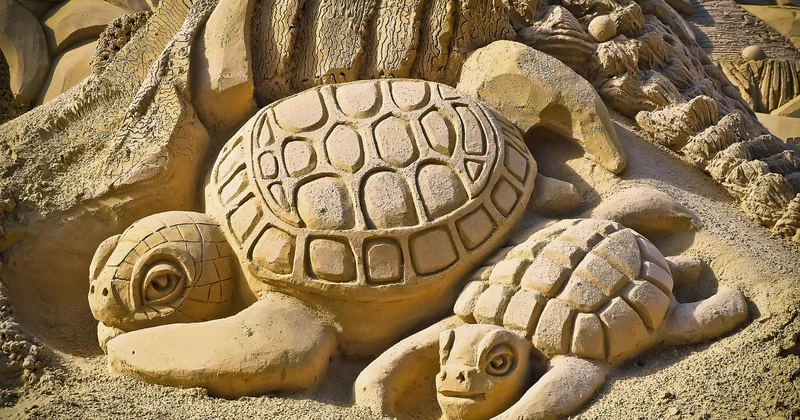 Volontariat Costa Rica tortues : ce que c'est vraiment