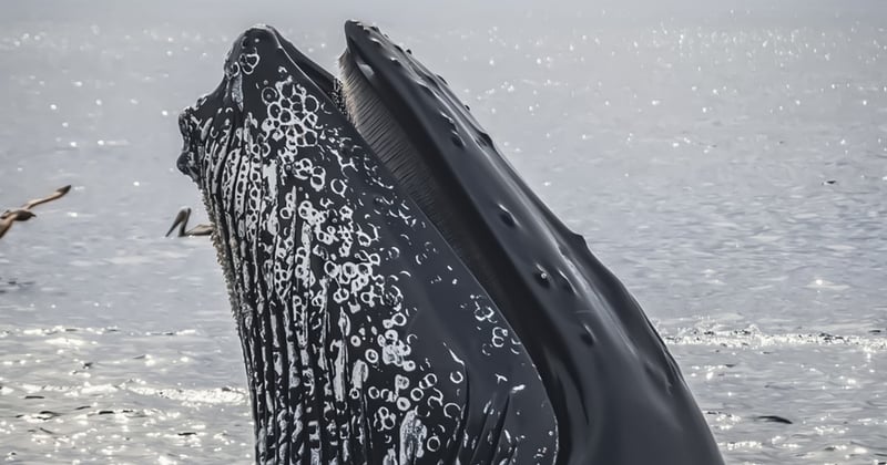 Observer baleines migration côte mexicaine : le guide ultime