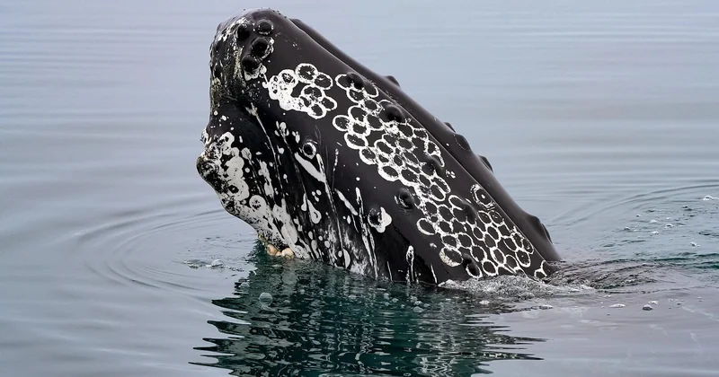 Baleine Mexique Yucatan : la confusion la plus fréquente