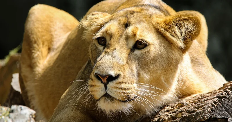 Le matériel pour safari photo : ce qui sert, et ce qui pèse